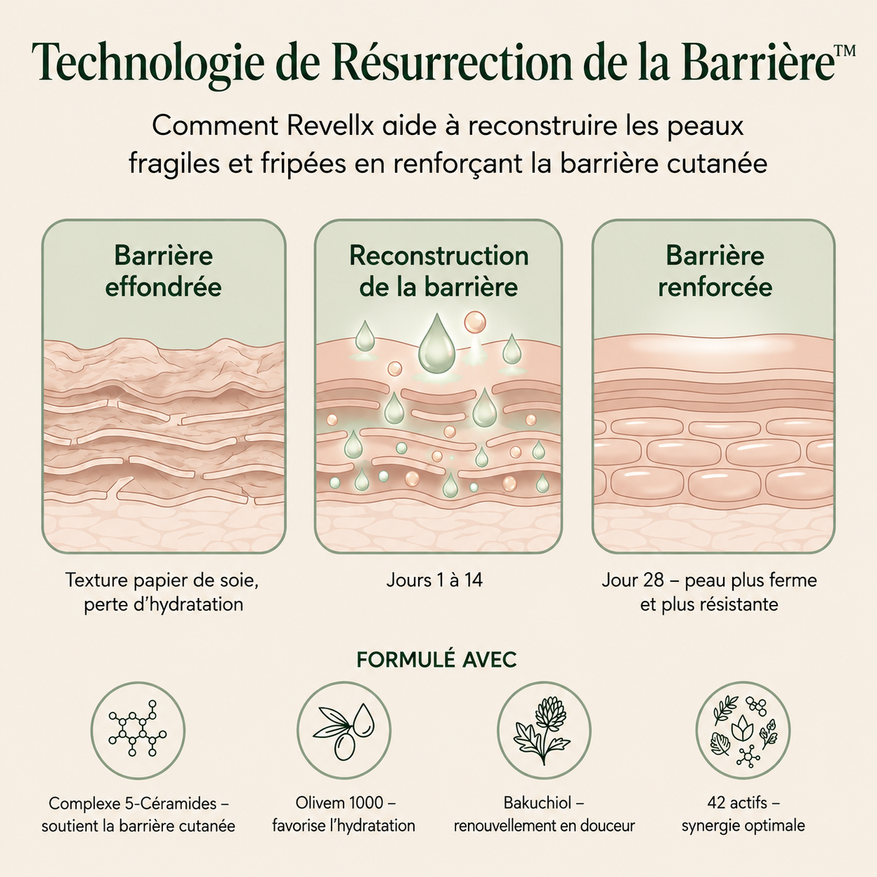 Revellx™ | Crème corporelle raffermissante intense